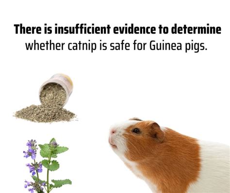 Can Guinea Pigs Have Catnip