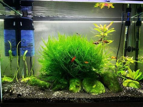 Can Guppies Live With Java Moss