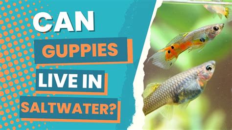 Can Guppies Live Without Plants