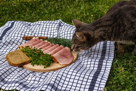 Can Ham Eat Cat