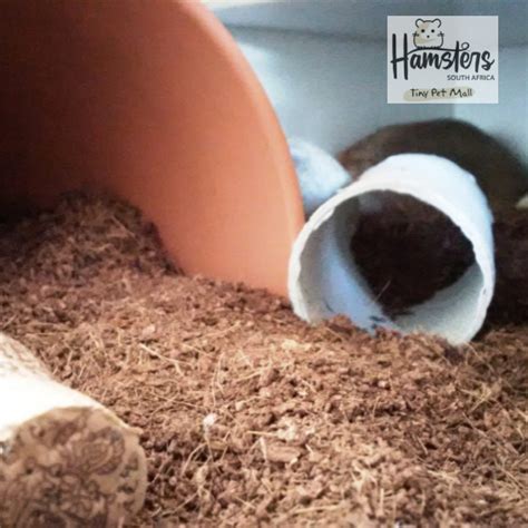 Can Hamsters Be Washed