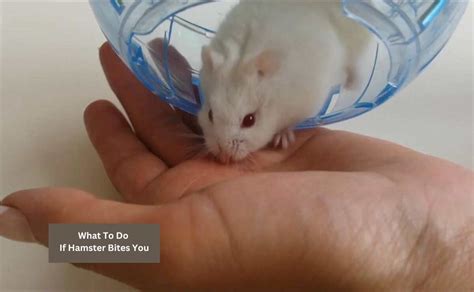 Can Hamsters Bite You