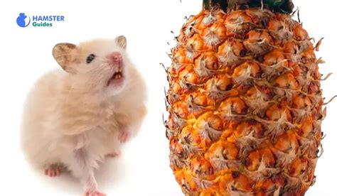 Can Hamsters Have Dried Pineapple