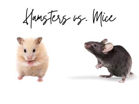 Can Hamsters Kill Mice