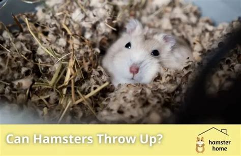 Discover 8 Insights can hamsters throw up for pet parents now