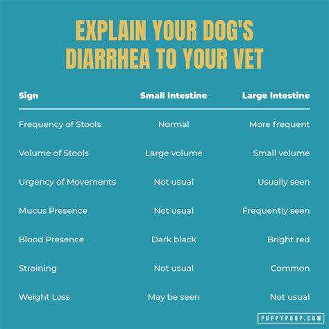 can heat and humidity cause diarrhea in dogs