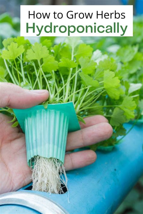 Can Herbs Be Grown Hydroponically