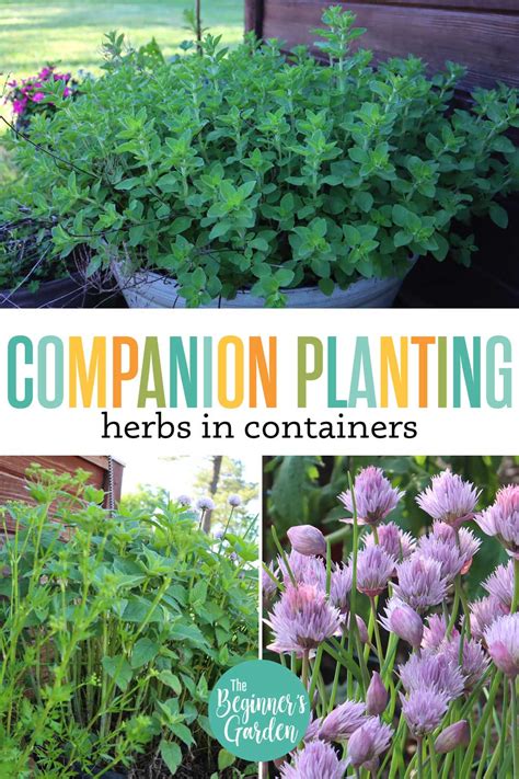 Can Herbs Interact With Each Other