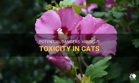 Can Hibiscus Kill Cats
