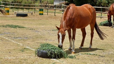 can horses eat straight alfalfa hay