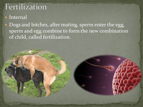 can human sperm harm a dog