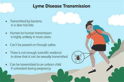 can humans spread lyme disease