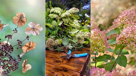 Can Hydrangeas Be Cut Back In Fall