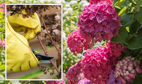 Can Hydrangeas Be Pruned In The Spring