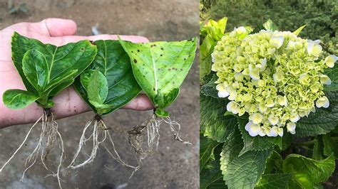Can Hydrangeas Be Rooted