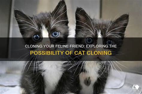 Discover 9 Insights can i clone my cat About Cat Clones