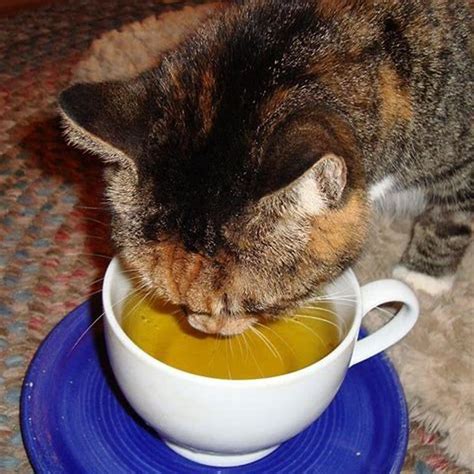 can i drink catnip tea