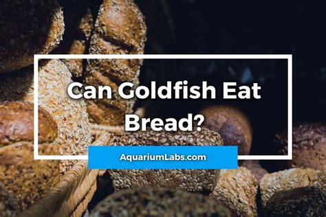 Can I Feed A Goldfish Bread