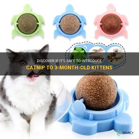 can i give a 2 month old kitten catnip