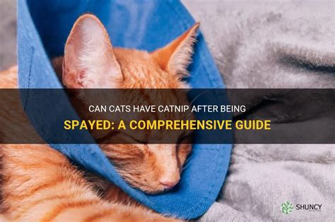 can i give my cat catnip after being spayed