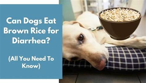 can i give my dog brown rice for diarrhea