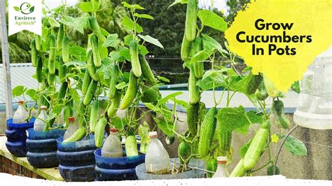 Can I Grow Cucumbers In A Container