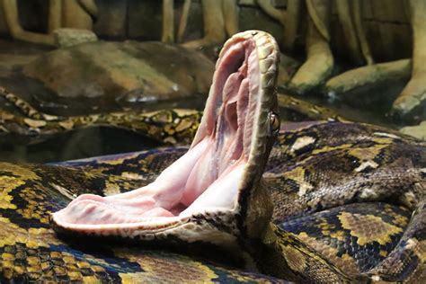 can i own a reticulated python in florida