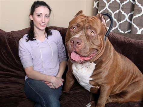 can i pet pitbull in india