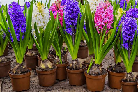 can i replant hyacinths