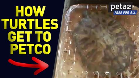 Can I Return A Turtle To Petco