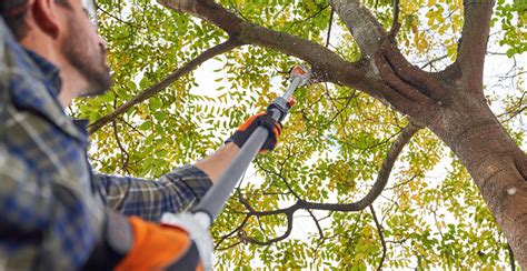 Can I Trim Tree Branches In The Summer