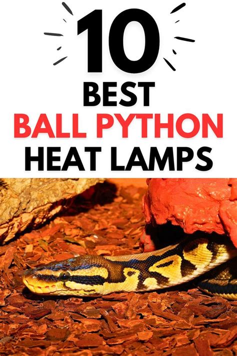 Can I Use A Heat Lamp For My Ball Python
