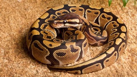Can I Use Sand For My Ball Python