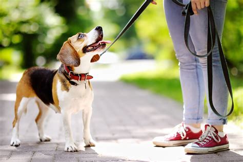 Can I Walk My Dog On A Harness