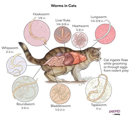 can inside cats get worms