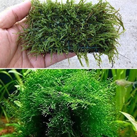 Can Java Moss Live In Brackish Water