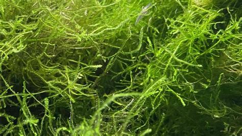 Can Java Moss Survive In Cold Water
