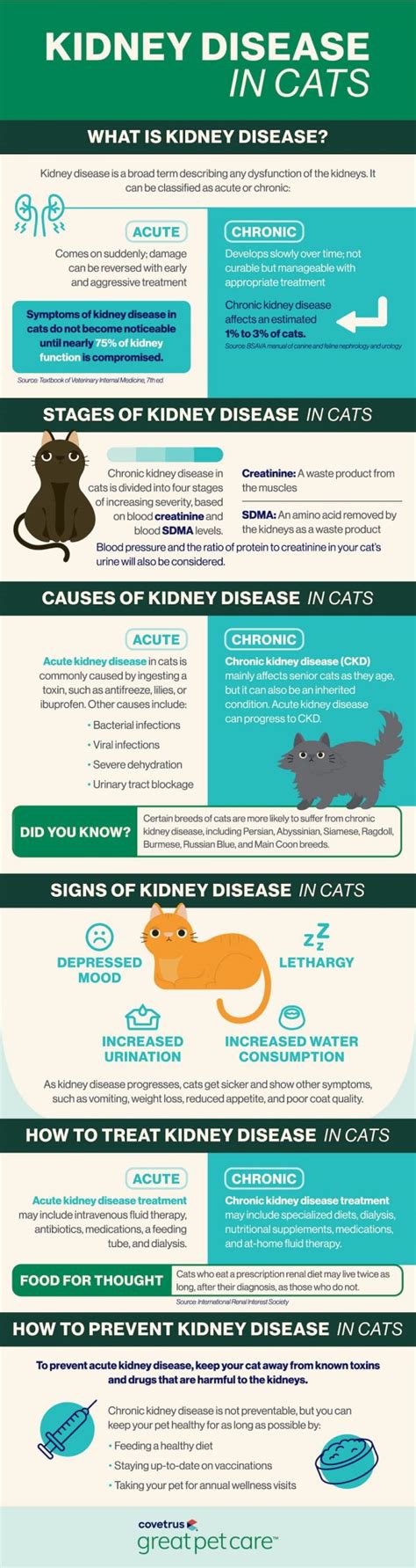 Can Kidney Disease Kill A Cat