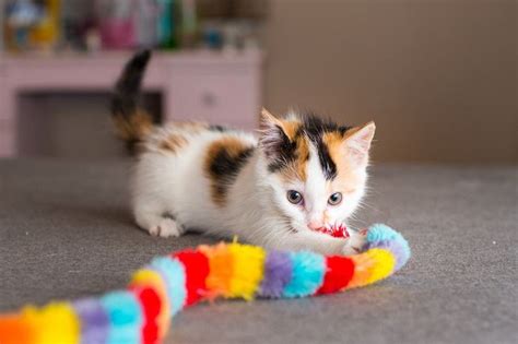 Can Kittens Play With Toys That Have Catnip