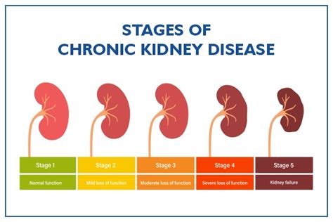 can kombucha cause kidney problems