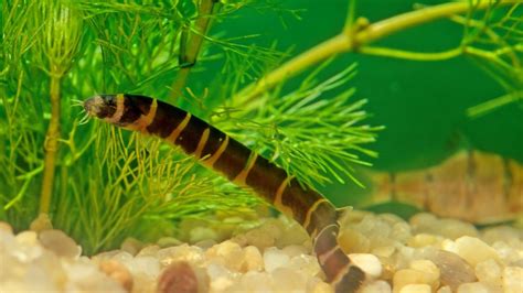 can kuhli loaches live with shrimp