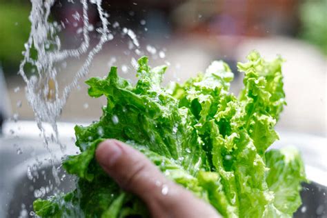 Can Lettuce Water Make You Sleep