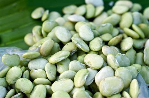 Can Lima Beans Kill You