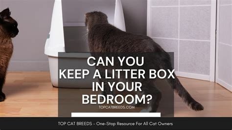 Can Litter Box Be In Bedroom