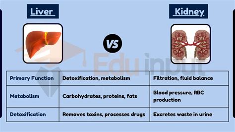 can liver function affect kidney function