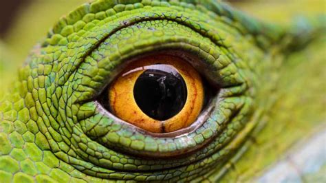 Can Lizards Sense Fear