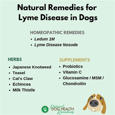 can lyme disease be cured in dogs