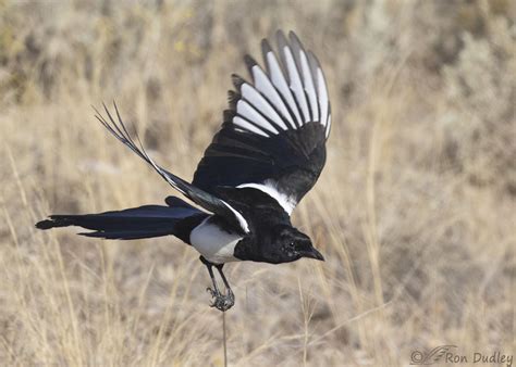 can magpies fly