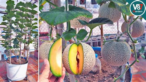Can Melon Grow In Containers