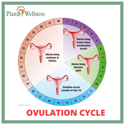 can men ovulate